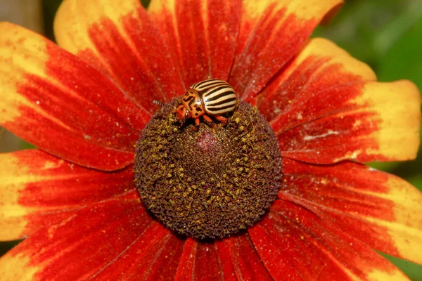 A yellow-black flower and a Colorado potato beetle on it in the garden