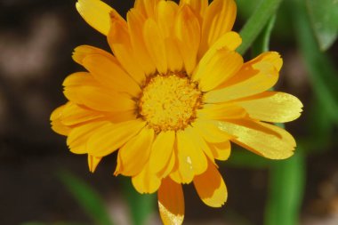 Ormanın yakınındaki bahçede güzel sarı çiçek