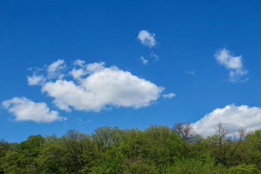Mavi gökyüzü ve gri bulutlar güzel havada ormandaki ağaçların arka planında