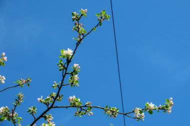 Mavi gökyüzü ve gri bulutlar güzel havada ormandaki ağaçların arka planında