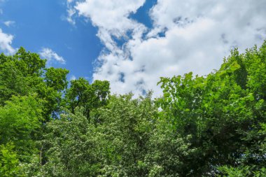 Mavi gökyüzü ve gri bulutlar güzel havada ormandaki ağaçların arka planında