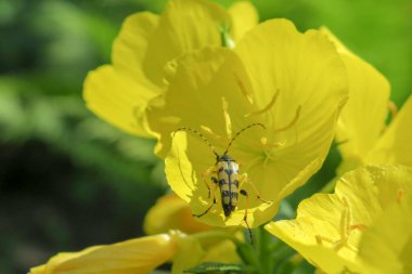 Bahçedeki güzel sarı çiçek