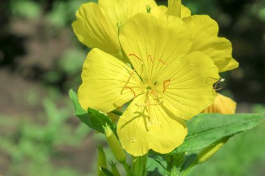 Bahçedeki güzel sarı çiçek