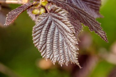 Fındık ağacının güzel yaprakları