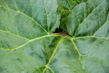 Baharda bahçede güzel yeşil bitkiler