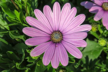 Şehirdeki parkta güzel kokulu çiçekler.