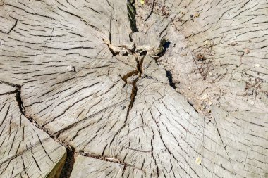 Eski kuru ağaç, kestane veya kavak kökü dokusu
