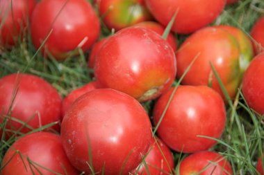 Bahçeden nefis kırmızı ev yapımı domatesler.