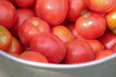 Bahçeden nefis kırmızı ev yapımı domatesler.