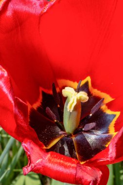 Bahçedeki otların arka planında kırmızı laleler