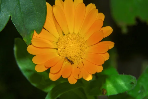 Желтый Цветок Саду Рядом Лесом — стоковое фото