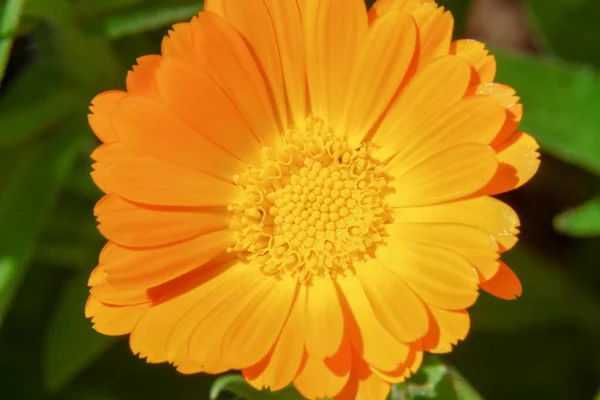 Mooie Gele Bloem Tuin Bij Het Bos — Stockfoto