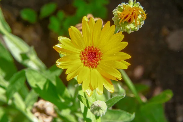 Hermosa Flor Amarilla Jardín Cerca Del Bosque —  Fotos de Stock