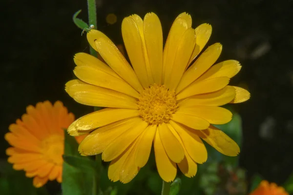 Piękny Żółty Kwiat Ogrodzie Pobliżu Lasu — Zdjęcie stockowe