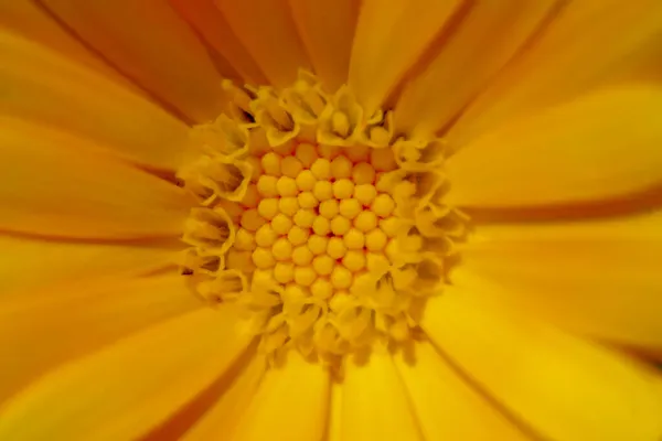 庭に花弁を持つ美しい黄色の花のクローズアップショット — ストック写真
