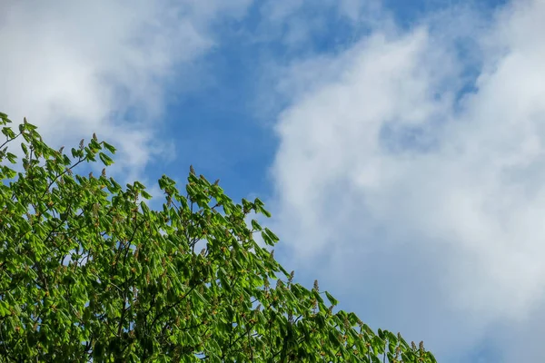 Голубое Небо Серые Облака Хорошую Погоду Фоне Деревьев Лесу — стоковое фото