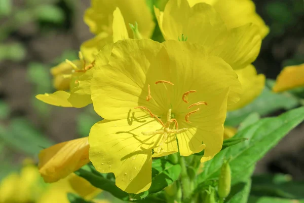 花园里美丽的黄花 — 图库照片