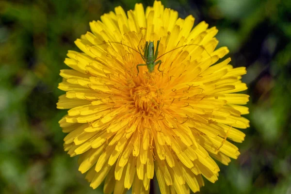 花朵上的黄色蒲公英和绿色蚱蜢 — 图库照片