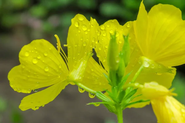 Vacker Gul Blomma Trädgården Efter Regnet — Stockfoto