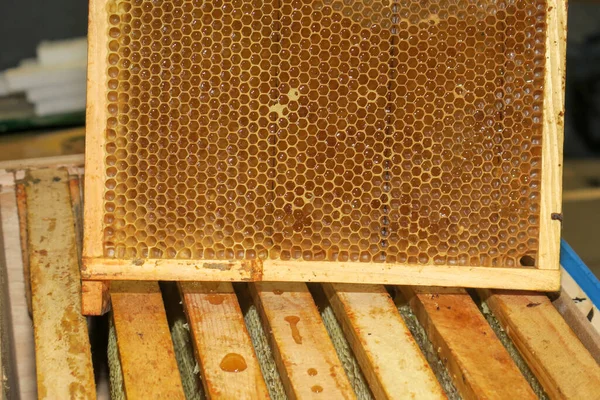 Pequeños Marcos Vacíos Miel Para Abejas Colmenar —  Fotos de Stock