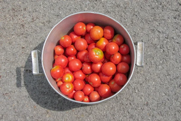 Deliciosos Tomates Caseiros Vermelhos Jardim — Fotografia de Stock