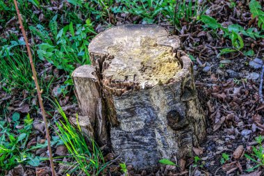 Ormanda çürümüş bir kütük.