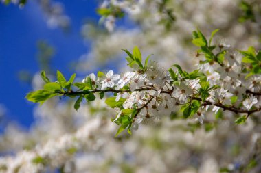 Güzel yaz çiçekleri doğada çiçek açar