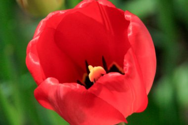 Bahçedeki otların arka planında kırmızı laleler