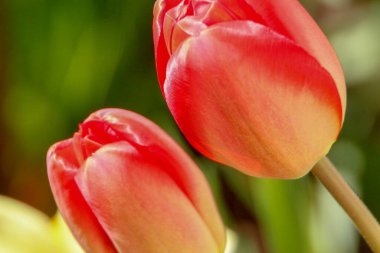 Bahçedeki otların arka planında kırmızı laleler