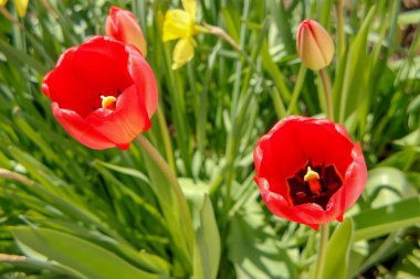 Bahçedeki otların arka planında kırmızı laleler