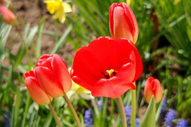 Bahçedeki otların arka planında kırmızı laleler