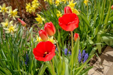 Bahçedeki otların arka planında kırmızı laleler