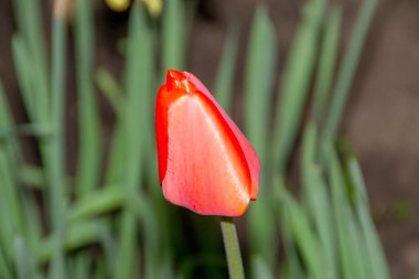 Bahçede yeşil arka planda kırmızı laleler