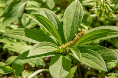 Baharda bahçede güzel yeşil bitkiler
