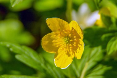 Bahçede güzel bahar çiçekleri