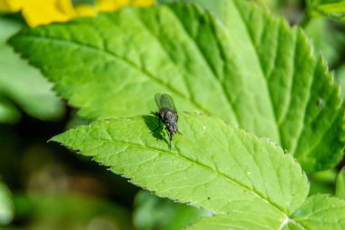 Yeşil orman yaprakları ve uçar