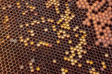 Bal olmadan boş arı çerçevesi