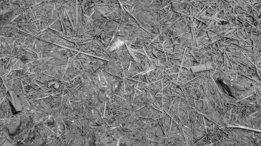 Parktaki yağmurdan sonra çöp birikintisi