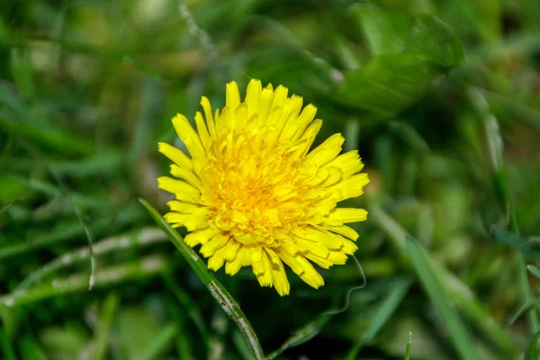 庭の黄色のタンポポの花 — ストック写真