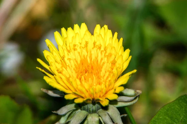 Жовтий Колір Кульбаби Квітка Саду — стокове фото