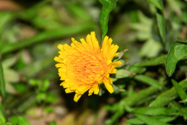 花园里黄色的蒲公英花 — 图库照片