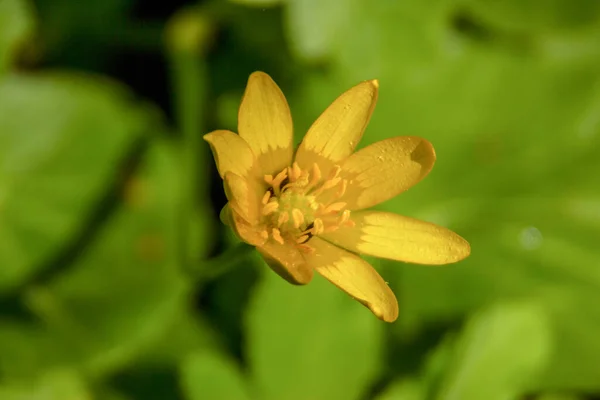 Żółty Kwiat Leśny Zielone Liście — Zdjęcie stockowe