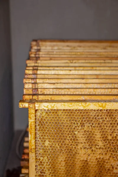 Empty Bee Frame Honey Stock Photo