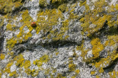 Eski sarımsı kumtaşının dokusu
