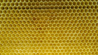 Atölyedeki arı çerçevesi