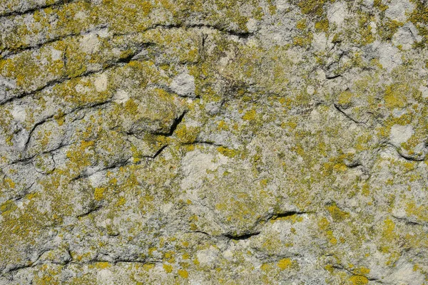 Texture Old Yellowish Sandstone — Stock Photo, Image