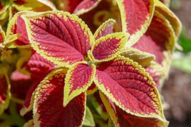 Çiçek tarhında kırmızı-sarı dekoratif yapraklar