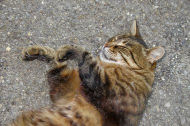 Kedi asfaltta uyuyor.