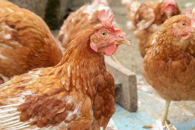 Çiftlikte kırmızı evcil tavuk