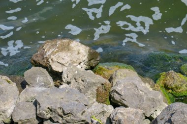 Parktaki suya yakın eski büyük taşlar.